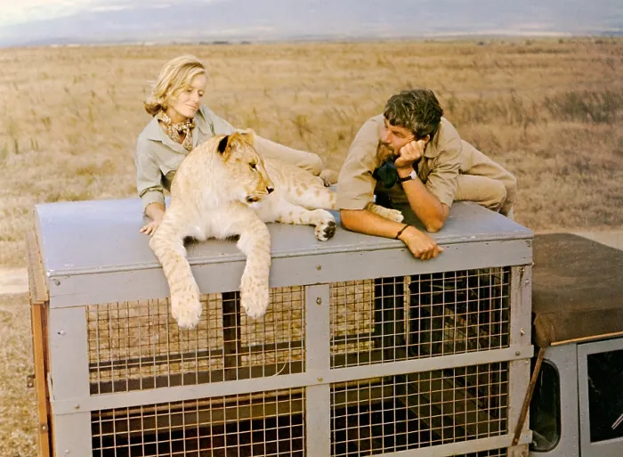 Framed Print : BORN FREE, Virginia McKenna, Elsa the lioness, Bill Travers, 1966 Framed Print : BORN FREE, Virginia McKenna, Elsa the lioness, Bill Travers, 1966