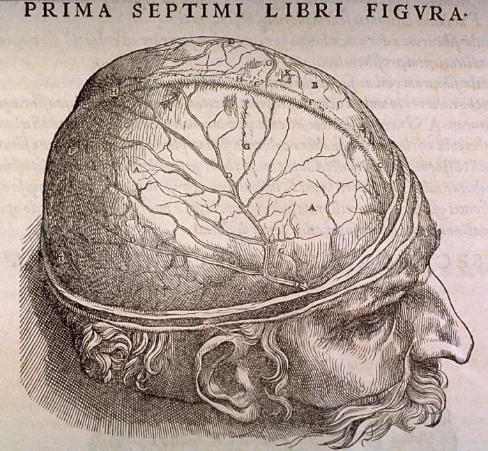 Framed Print : Brain Plate, showing the duramater, the outermost membrane covering the brain, from the classic anatomical treatise Framed Print : Brain Plate, showing the duramater, the outermost membrane covering the brain, from the classic anatomical treatise