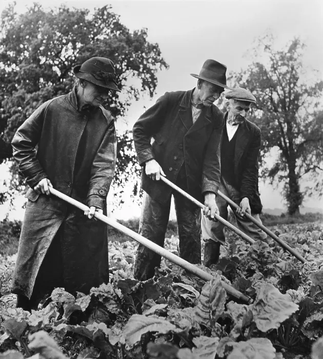 Framed Print : British elders put in a full day at farm work to supply their country with needed food. They hoe their sugar beet crop at Essex, England. April 1943. World War 2