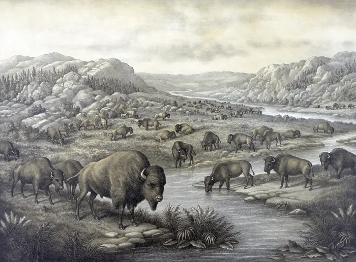 Framed Print : Buffaloes at rest. Lithograph ca. 1911 Framed Print : Buffaloes at rest. Lithograph ca. 1911