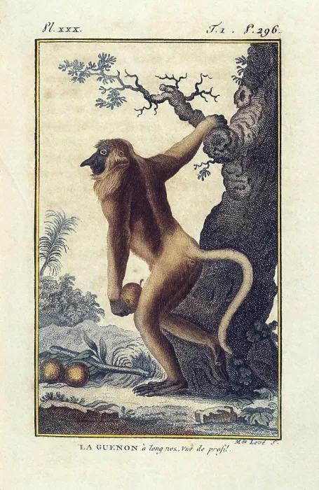 Framed Print : BUFFON, Georges-Louis Leclerc, count de (1707-1788). French naturalist, mathematician, cosmologist, and encyclopedic author. Monkey 'La guenon' Framed Print : BUFFON, Georges-Louis Leclerc, count de (1707-1788). French naturalist, mathematician, cosmologist, and encyclopedic author. Monkey 'La guenon'