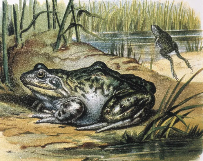 Framed Print : Bullfrog. Ranidae amphibian. Engraving from a painting by F.Padro. Engraving. - J. Bedmar / Iberfoto / Everett Collection (130656)**US SALES ONLY** Framed Print : Bullfrog. Ranidae amphibian. Engraving from a painting by F.Padro. Engraving. - J. Bedmar / Iberfoto / Everett Collection (130656)**US SALES ONLY**
