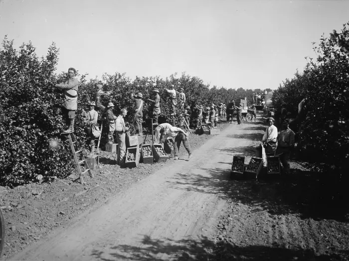 Framed Print : California, California Citrus Heritage Recording Project, view of workers harvesting oranges in groves, Riverside County, circa 1930s