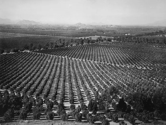 Framed Print : California, California Citrus Heritage Recording Project, view of Arlington Heights citrus groves, Riverside County, circa 1930s