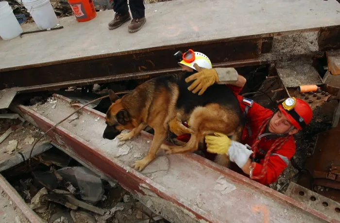 Framed Print : A canine rescue worker and his handler emerge from the pile of rubble at Ground Zero. Sept 21, 2001. World Trade Center, New York City, after September 11, 2001 terrorist attacks Framed Print : A canine rescue worker and his handler emerge from the pile of rubble at Ground Zero. Sept 21, 2001. World Trade Center, New York City, after September 11, 2001 terrorist attacks