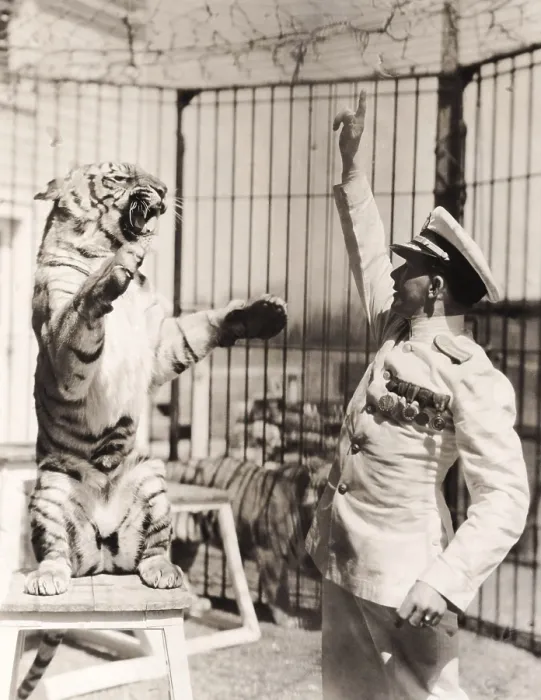 Framed Print : Capt. Roman Proske, an animal trainer born in Vienna in 1898. At age 13 he ran away from home to join the circus. He tamed and trained his big cats without using whips or chairs Framed Print : Capt. Roman Proske, an animal trainer born in Vienna in 1898. At age 13 he ran away from home to join the circus. He tamed and trained his big cats without using whips or chairs