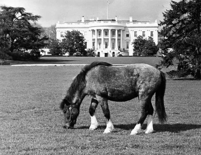 Framed Print : Caroline Kennedy's pony Macaroni pastures on the White House lawn. March 16, 1962. (CSU_ALPHA_940) CSU Archives / Everett Collection Framed Print : Caroline Kennedy's pony Macaroni pastures on the White House lawn. March 16, 1962. (CSU_ALPHA_940) CSU Archives / Everett Collection