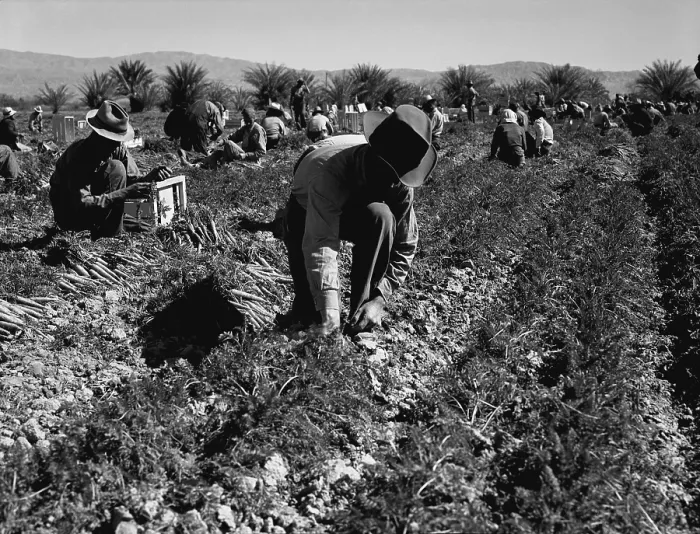 Framed Print : Carrot pullers harvesting in Coachella Valley, California, were migrant workers from Texas, Oklahoma, Missouri, Arkansas and Mexico. Photo by Dorothea Lange Feb 1937 Framed Print : Carrot pullers harvesting in Coachella Valley, California, were migrant workers from Texas, Oklahoma, Missouri, Arkansas and Mexico. Photo by Dorothea Lange Feb 1937