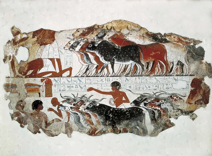 Framed Print : Cattle brought for inspection. ca. 1350 BC. 18th Dynasty. Wall painting from the tomb of Nebamun. Egyptian art. New Kingdom. Painting. UNITED KINGDOM. London. The British Museum