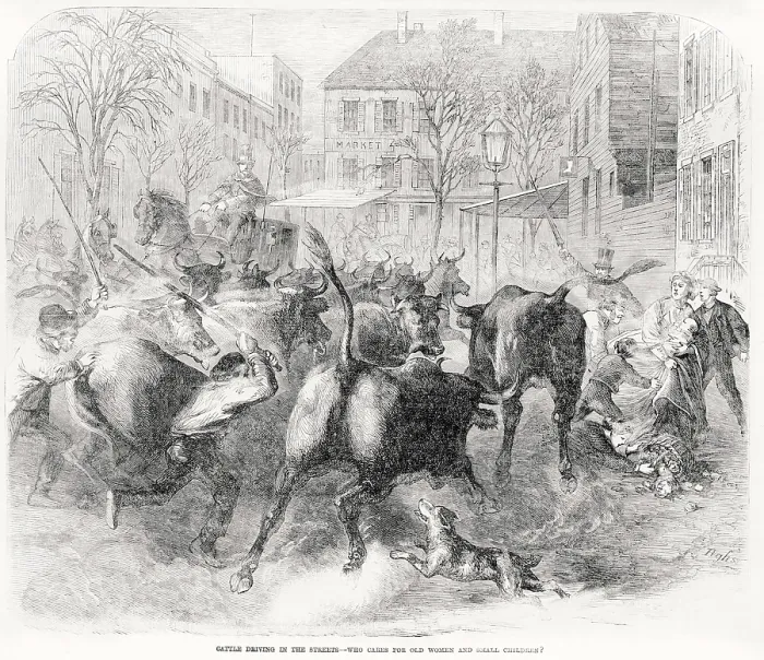 Framed Print : Cattle driving in the streets, text reads: Who cares for old women and small children