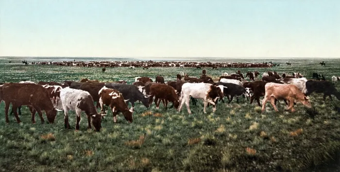 Framed Print : Cattle round up, bunching the herd, Colorado, photochrom, 1898