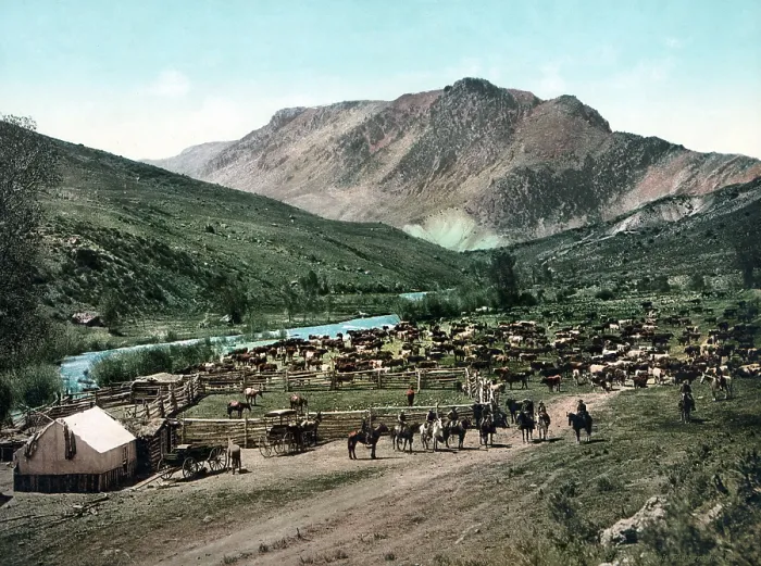 Framed Print : Cattle round up, round up on the Cimarron, Colorado, photochrom, 1898
