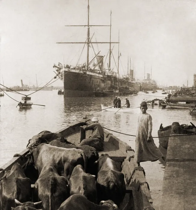 Framed Print : Cattle in a small boat destined to provide beef for the ocean liners anchored in the Suez Canal Port Said. 1900. LC-USZ62-103021 Framed Print : Cattle in a small boat destined to provide beef for the ocean liners anchored in the Suez Canal Port Said. 1900. LC-USZ62-103021
