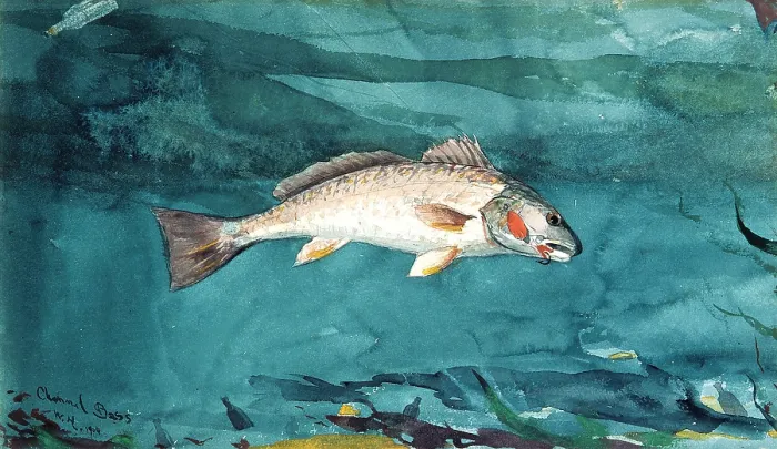 Framed Print : CHANNEL BASS, by Winslow Homer, 1904, American watercolor painting. This work was painted in Florida in 1904 Framed Print : CHANNEL BASS, by Winslow Homer, 1904, American watercolor painting. This work was painted in Florida in 1904