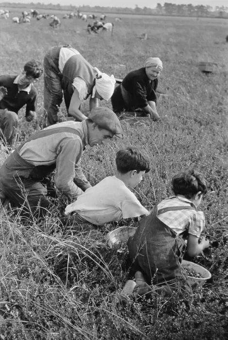 Framed Print : Child labor during the Great Depression. A Family of Italian-American from Philadelphia work in cranberry bog