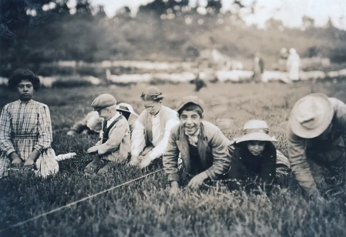 Framed Print : Child labor. Syrian children from Boston and Providence pick cranberries. Maple Park Bog, Massachusetts. photograph by Lewis Wickes Hine, 1911 Framed Print : Child labor. Syrian children from Boston and Providence pick cranberries. Maple Park Bog, Massachusetts. photograph by Lewis Wickes Hine, 1911