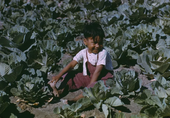 Framed Print : Child of a migratory farm laborer in a cabbage garden. Texas, Jan. 1942. His parents are residents at a U.S Framed Print : Child of a migratory farm laborer in a cabbage garden. Texas, Jan. 1942. His parents are residents at a U.S