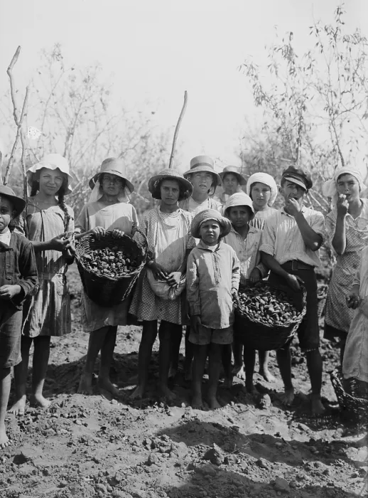 Framed Print : Children and teenagers gather almonds at the Jewish communal agricultural settlement, a kibbutz, at Richon le Zion