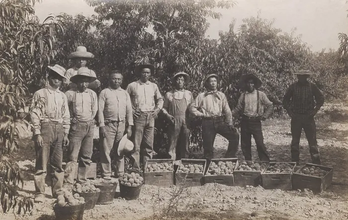 Framed Print : Chinese fruit pickers in the western US. The photo was published as a postcard the early 20th century (BSLOC_2020_1_61) Framed Print : Chinese fruit pickers in the western US. The photo was published as a postcard the early 20th century (BSLOC_2020_1_61)