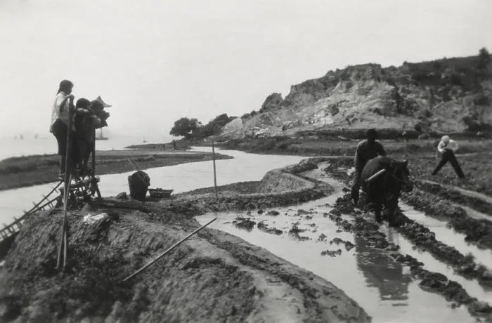 Framed Print : Chinese rice cultivation using traditional methods. A group including women pedal to lift irrigation water to the terraced field next to a river. A man plows with a ox. Ca Framed Print : Chinese rice cultivation using traditional methods. A group including women pedal to lift irrigation water to the terraced field next to a river. A man plows with a ox. Ca