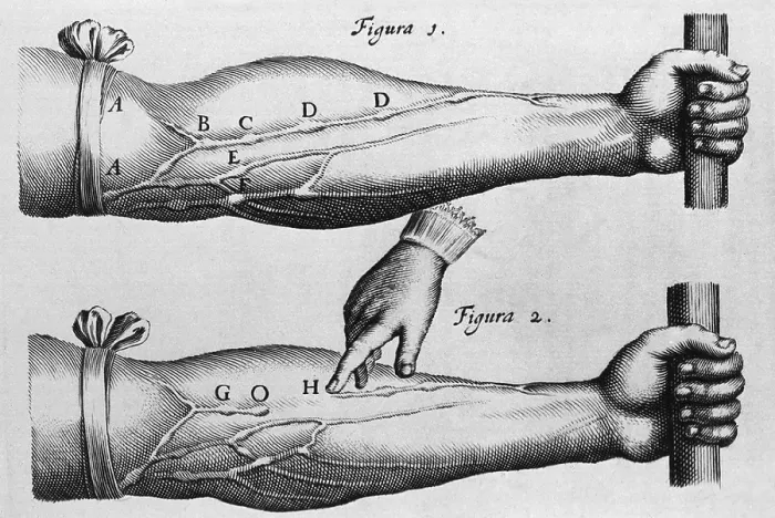 Framed Print : Circulation of the blood from William Harvey's ON THE MOTIONS OF THE HEART AND BLOOD, 1628 Framed Print : Circulation of the blood from William Harvey's ON THE MOTIONS OF THE HEART AND BLOOD, 1628