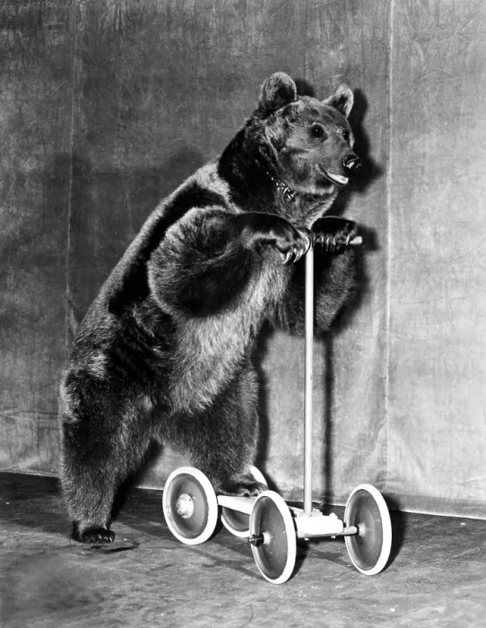 Framed Print : Circus bear from 1942.. Courtesy: CSU Archives  /  Everett Collection