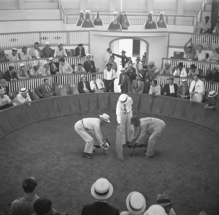 Framed Print : Cock fighting in San Juan, Puerto Rico. When the man in the center raises the cloth, the birds will see each other and start to fight. Dec. 1937. - (BSLOC_2015_1_183)