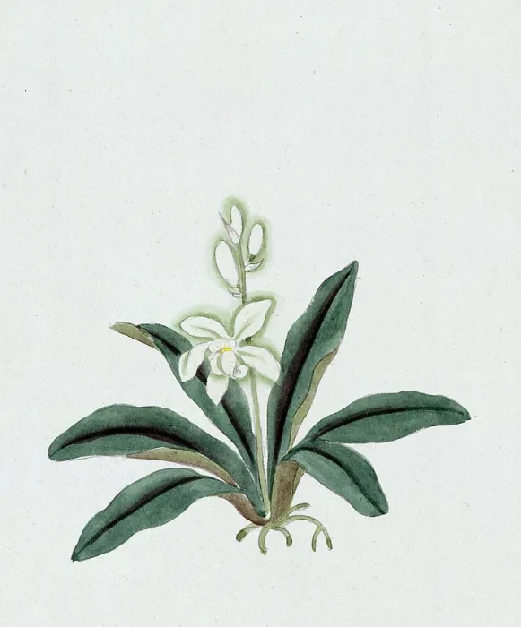 Framed Print : Color ink drawing depicting orchid (possibly a gin-ran) with white flowers with long green fronds, 1870s Framed Print : Color ink drawing depicting orchid (possibly a gin-ran) with white flowers with long green fronds, 1870s