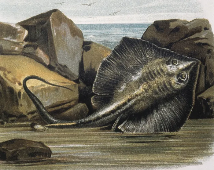 Framed Print : Common stingray(Trygon pastinaca). Engraving after a drawing by a F.Padro. Engraving. - J. Bedmar / Iberfoto / Everett Collection (563042)**US SALES ONLY** Framed Print : Common stingray(Trygon pastinaca). Engraving after a drawing by a F.Padro. Engraving. - J. Bedmar / Iberfoto / Everett Collection (563042)**US SALES ONLY**