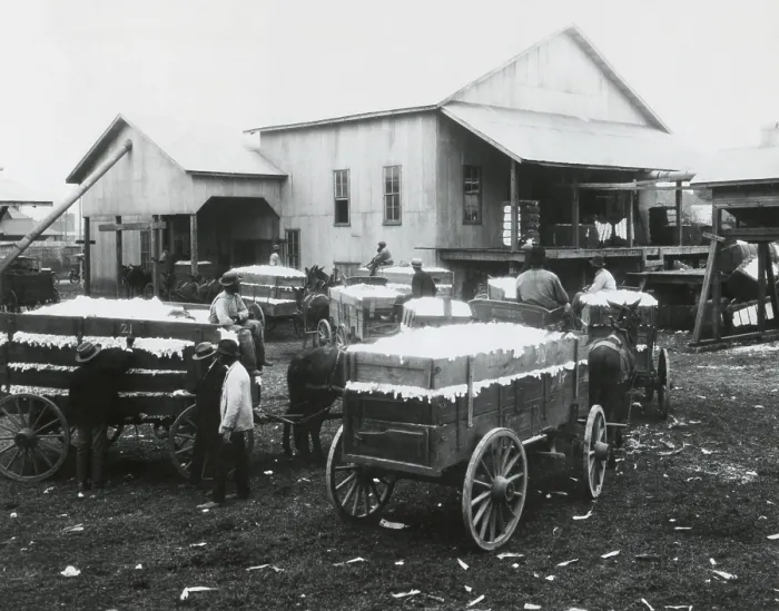 Framed Print : Community cotton gin owned and operated by African Americans in Madison County, Alabama. 1923. Mule wagons of cotton wait in line for ginning. (BSLOC_2015_16_127)