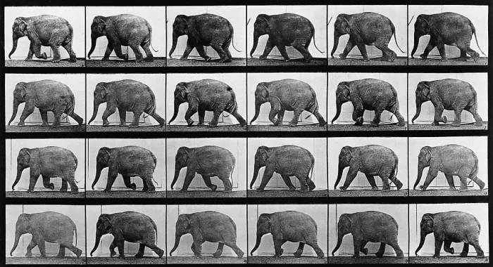 Framed Print : Consecutive images of an elephant walking. From Eadweard Muybridge's, ANIMAL LOCOMOTION, 1887 Framed Print : Consecutive images of an elephant walking. From Eadweard Muybridge's, ANIMAL LOCOMOTION, 1887