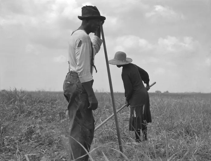 Framed Print : Cotton sharecroppers weeding their small cotton crop in Greene County Georgia. July 1937 photo by Dorothea Lange Framed Print : Cotton sharecroppers weeding their small cotton crop in Greene County Georgia. July 1937 photo by Dorothea Lange