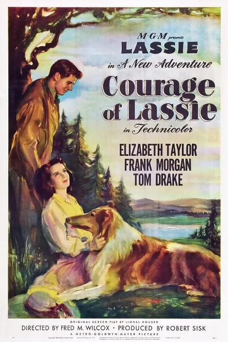 Framed Print : COURAGE OF LASSIE, US poster, from top right: Tom Drake, Elizabeth Taylor, Lassie, 1946 Framed Print : COURAGE OF LASSIE, US poster, from top right: Tom Drake, Elizabeth Taylor, Lassie, 1946