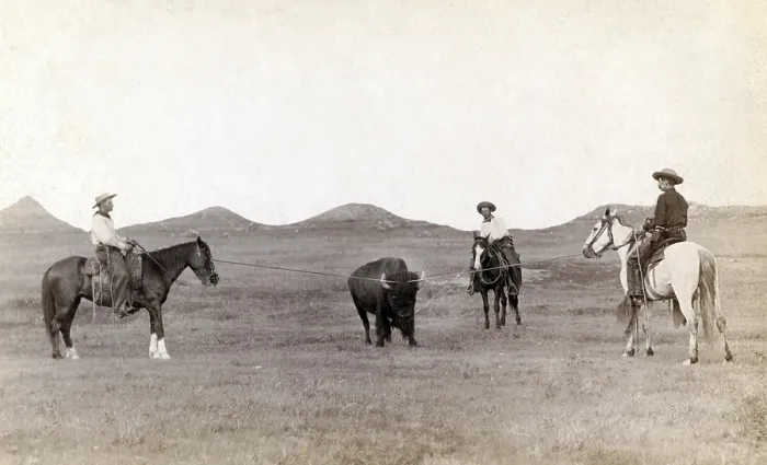 Framed Print : Cowboys, roping a buffalo on the plains, June 24, 1910 Framed Print : Cowboys, roping a buffalo on the plains, June 24, 1910