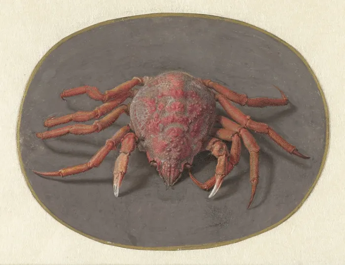 Framed Print : Crab, by Jan Augustin van der Goes, 1690-1700, Dutch painting, gouache on parchment. (BSLOC_2016_1_257) Framed Print : Crab, by Jan Augustin van der Goes, 1690-1700, Dutch painting, gouache on parchment. (BSLOC_2016_1_257)