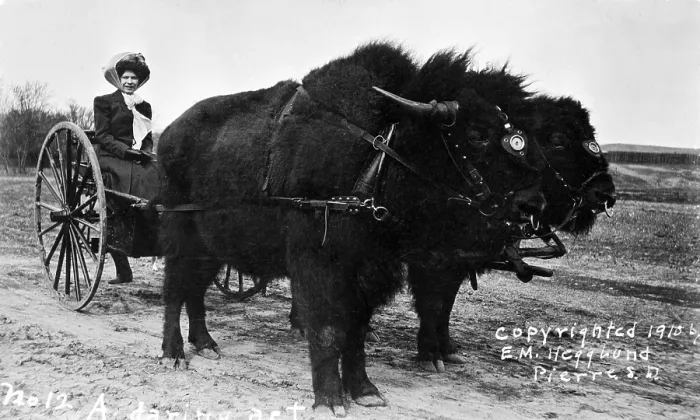 Framed Print : A Daring act! Woman on cart drawn by two bison. Postcard c1910