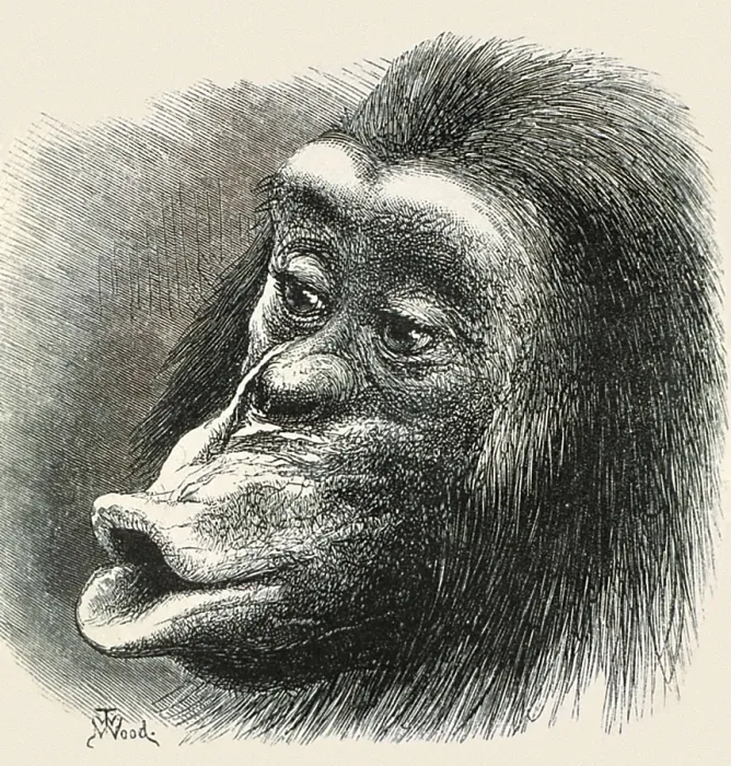 Framed Print : DARWIN, Charles Robert (1809-1882). Illustration of a primate to show the expression of the emotions in men and animals. Etching. AISA / Everett Collection**US SALES ONLY** Framed Print : DARWIN, Charles Robert (1809-1882). Illustration of a primate to show the expression of the emotions in men and animals. Etching. AISA / Everett Collection**US SALES ONLY**