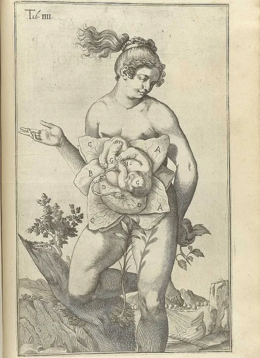 Framed Print : Development of the fetus. Female figure with womb exposed displaying a fetus from Adriaan van de Spiegel's, DE FORMATO FOETU LIBER EXORNATUS, 1626 Framed Print : Development of the fetus. Female figure with womb exposed displaying a fetus from Adriaan van de Spiegel's, DE FORMATO FOETU LIBER EXORNATUS, 1626