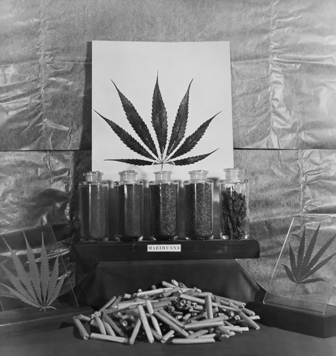 Framed Print : Display of marijuana by the U.S. Treasury Department. Ca. 1940-49. (BSLOC_2014_13_220)