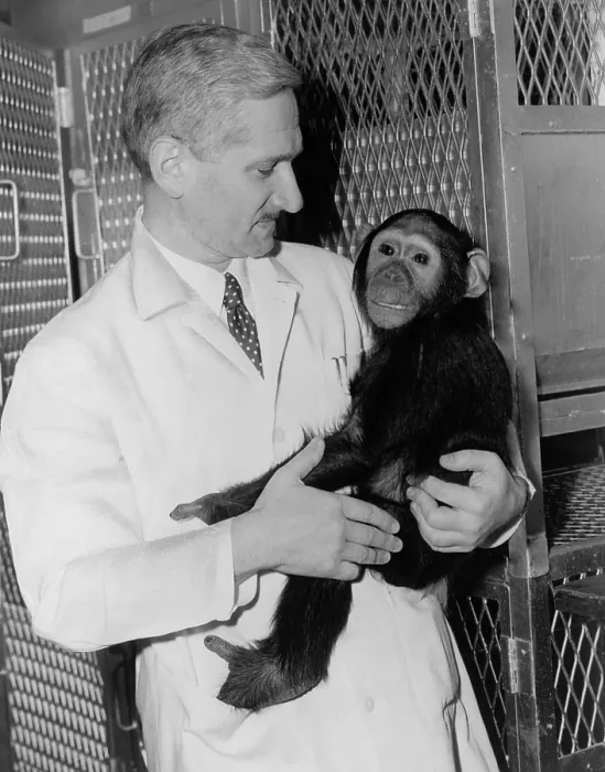 Framed Print : Dr. Albert B. Sabin holding a chimpanzee in Cincinnati research laboratory. He was developing a live-virus vaccine for polio to supplement Jonas Salk's killed virus vaccine