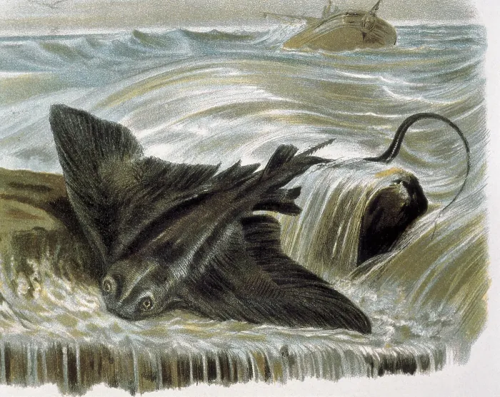 Framed Print : Eagle ray (Myliobatis aguila). Engraving after a drawing by a F.Padro. Engraving. - J. Bedmar / Iberfoto / Everett Collection (127861)**US SALES ONLY**