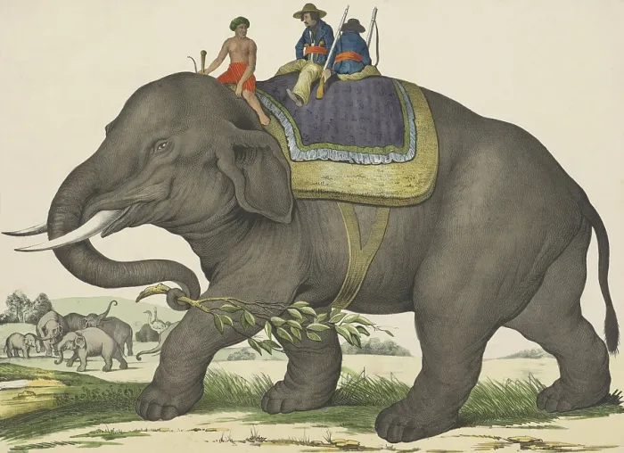 Framed Print : Elephant, by Jos. Scholz, 1829-80, Dutch print, lithograph on paper. An elephant with three men on his back. A group of elephants and two ostriches are in the background