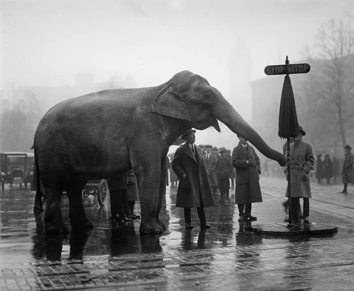 Framed Print : Elephant, and stop sign on a wet day, December 5, 1923