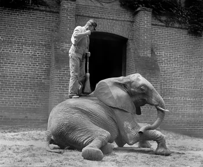 Framed Print : An elephant trainer, and Jumebina the elephant, 1922 Framed Print : An elephant trainer, and Jumebina the elephant, 1922