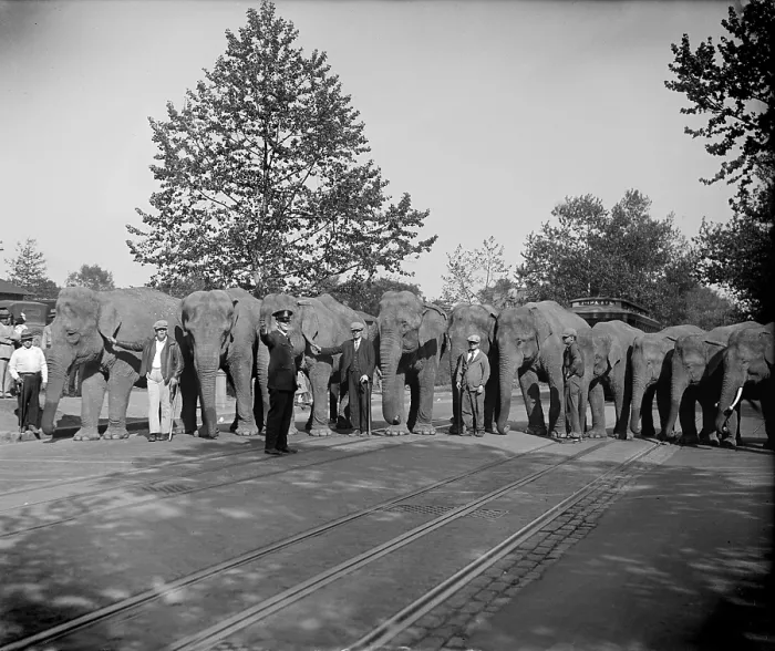 Framed Print : Elephants lines up, June 9, 1929 Framed Print : Elephants lines up, June 9, 1929