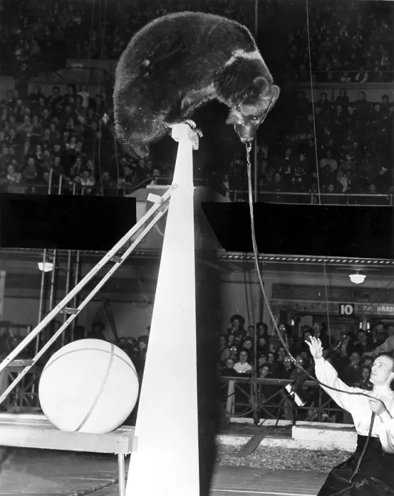 Framed Print : Emil Pallenburg at the Grotto Circus in 1942.. Courtesy: CSU Archives / Everett Collection Framed Print : Emil Pallenburg at the Grotto Circus in 1942.. Courtesy: CSU Archives / Everett Collection