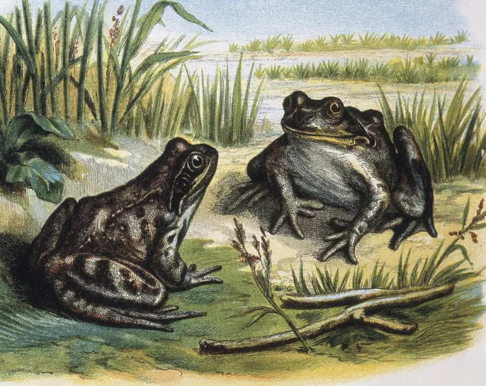 Framed Print : European Common Frog. Amphibians. Engraving after a drawing by a F.Padro. Engraving. - J. Bedmar / Iberfoto / Everett Collection (198193)**US SALES ONLY** Framed Print : European Common Frog. Amphibians. Engraving after a drawing by a F.Padro. Engraving. - J. Bedmar / Iberfoto / Everett Collection (198193)**US SALES ONLY**