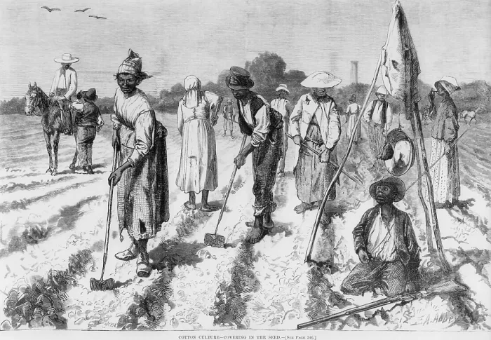 Framed Print : Ex-slaves, working in a gang on a cotton plantation with a nearby overseer in 1875, ten years after emancipation Framed Print : Ex-slaves, working in a gang on a cotton plantation with a nearby overseer in 1875, ten years after emancipation