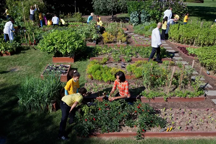 Framed Print : Fall Harvest of the White House Kitchen Garden. Michelle Obama, White House chefs and children from Bancroft and Tubman Elementary Schools pick vegetables on the South Lawn, Oct