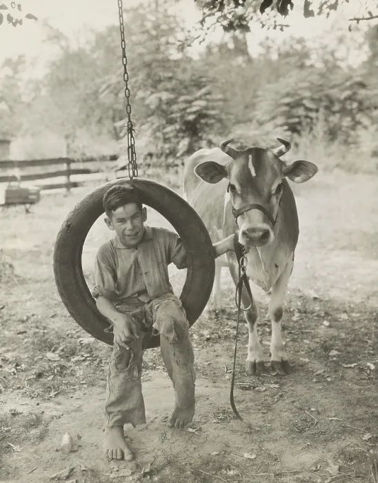 Framed Print : Farm boy in a tire swing holds a bridled Guernsey cow on a tether, c. 1925-30